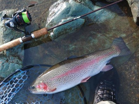 朝は好調、その後は… ～天竜川ルアーフライ専用区～